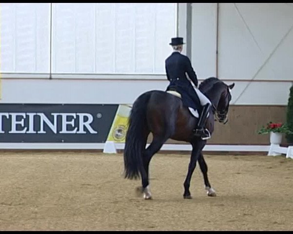 Dressurturnier Vechta 2014