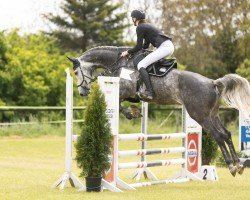 dressage horse C'Est La Viei (German Sport Horse, 2019, from Ciacomini)