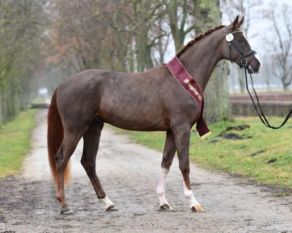 stallion Best Future (German Sport Horse, 2018, from Callaho's Benicio)