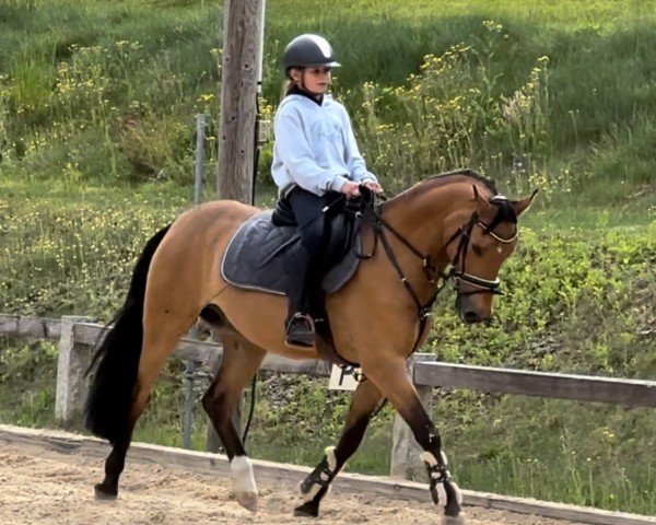 Springpferd Crown Cayman (Deutsches Reitpony, 2018, von Crown Charm of Royal)