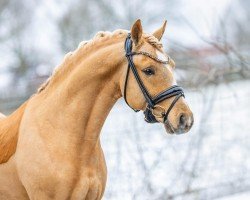 Deckhengst Gründleinshofs Diamonds Heart (Deutsches Reitpony, 2021, von Diamonds Showtime)