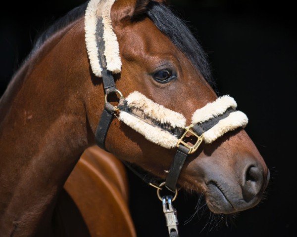 dressage horse Dacapo 322 (German Riding Pony, 2020, from D-Power AT)