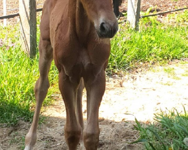 Horse Monopoly S (Westphalian, 2021, from Maxim - N)
