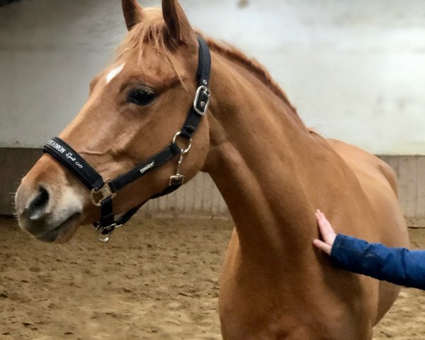 horse Cinderella W (German Riding Pony, 2017, from Caramel FH WE)