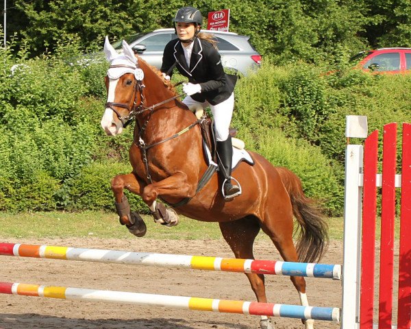 jumper Soraya 273 (Trakehner, 2010, from Sedar)