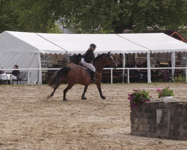 Reitturnier Heiligenwald 2025