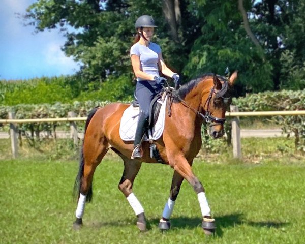 horse Safira de la Costa (Rhinelander, 2014, from Special Agent Amour)
