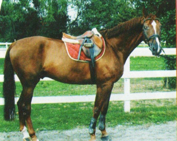 jumper Palermo S (Westphalian, 2000, from Almox Prints J)