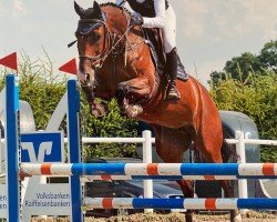 broodmare Clara 162 (Holsteiner, 2008, from Calido I)