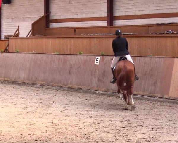 Reitturnier Risum-Lindholm 2025