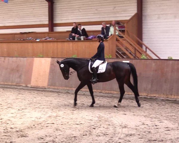 Reitturnier Risum-Lindholm 2025