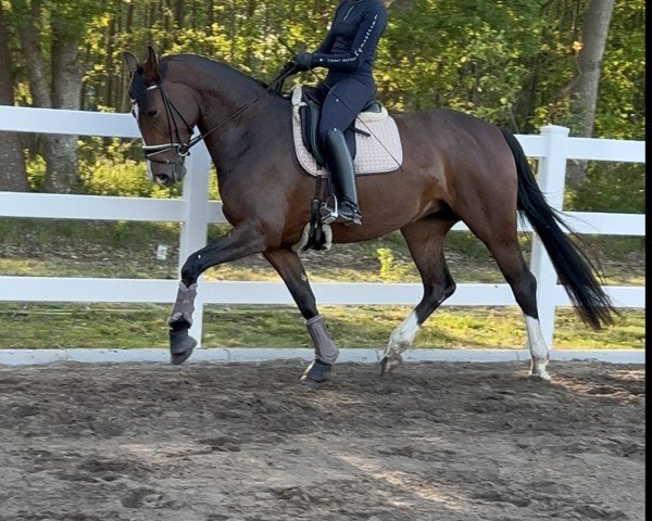 horse Crazy Diamond MG (Oldenburg, 2021, from Diamond First)