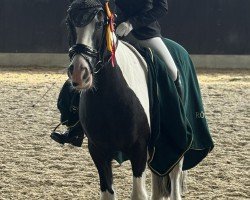 Pferd Wear Veally Jack (Irish Sport Horse, 2014)