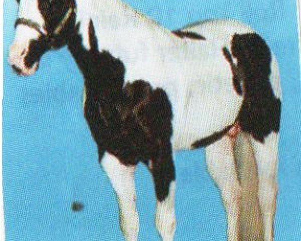 horse Romeo Rascal (Paint Horse, 1986, from Ima Poppin Rascal) horse Romeo Rascal (Paint Horse, 1986, from Ima Poppin Rascal)