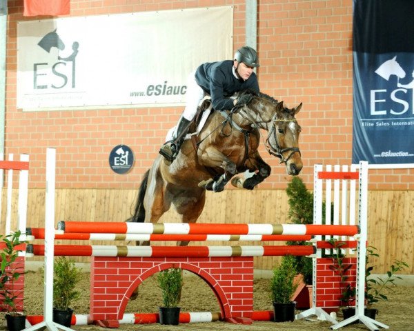 jumper Infinity 13 (Oldenburg show jumper, 2005, from Incolor)