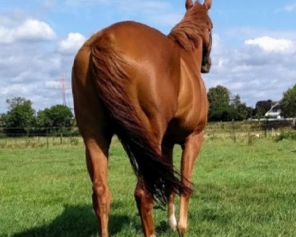 horse Big Lord (Thoroughbred, 2013, from Lord of England xx)