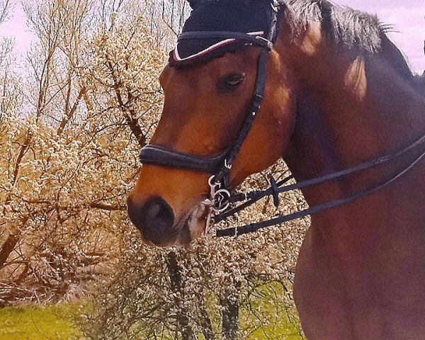 jumper Condios H (Westphalian, 2008, from Christiano)