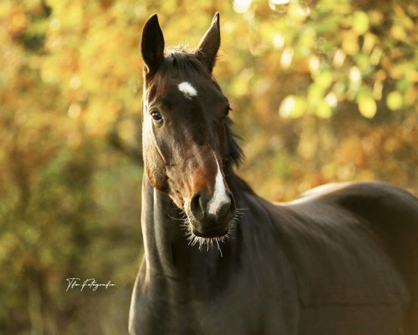 dressage horse Delice De L'amour (Hanoverian, 2016, from Dancier)