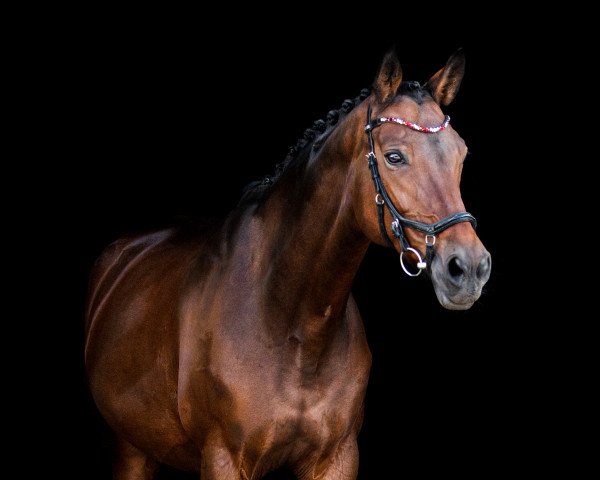 Dressurpferd Miss Scarlett 4 (Oldenburger, 2007, von Sorento OLD)