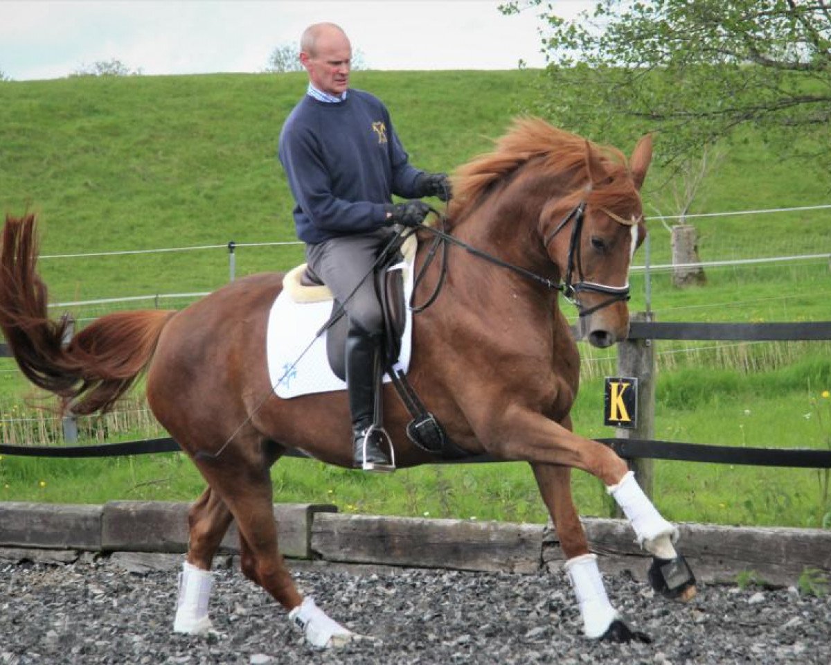 horse Bc/dc M (Hanoverian, 2016, from Bon Coeur)