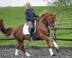 Pferd Bc/dc M (Hannoveraner, 2016, von Bon Coeur)