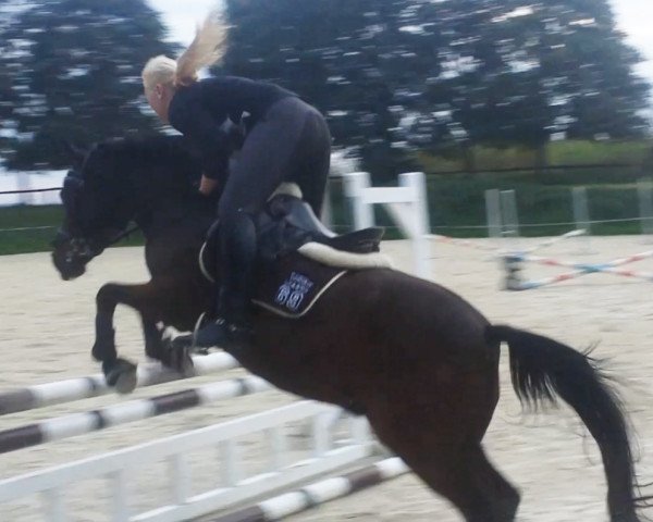 horse Vangelis 6 (German Riding Pony, 1995, from Vivaldi) horse Vangelis 6 (German Riding Pony, 1995, from Vivaldi)