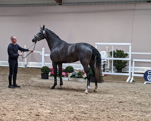 broodmare Rock it Girl (Oldenburg show jumper, 2018, from HICKSTEAD WHITE)