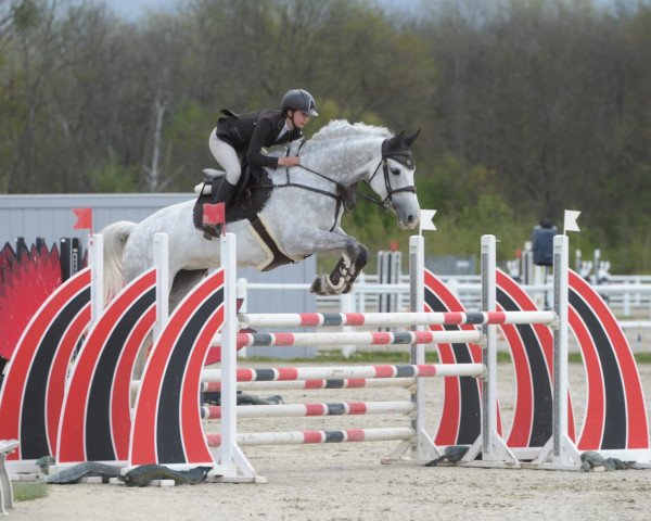 jumper Henrietter (KWPN (Royal Dutch Sporthorse), 2012, from Cassini Gold)