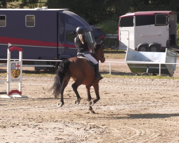Reitturnier Heiligenwald 2025