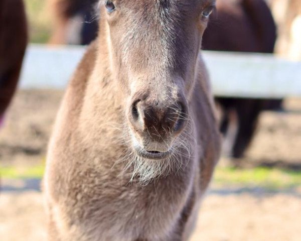 Deckhengst Sir Cambridge of Baltic Sea (Shetland Pony, 2021, von Sir Winsten)