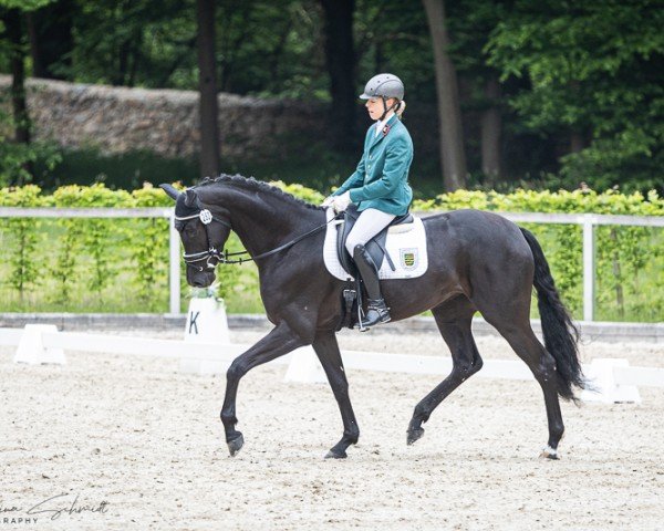 horse Dajana Sun (German Sport Horse, 2022, from Indian Summer)