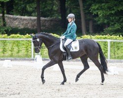 horse Dajana Sun (German Sport Horse, 2022, from Indian Summer)