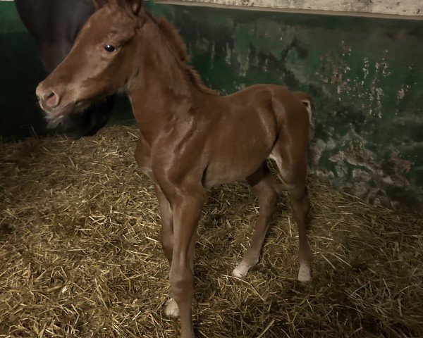 Fohlen von Dynamic Girl G (Hannoveraner, 2025, von Dynamic Dream)