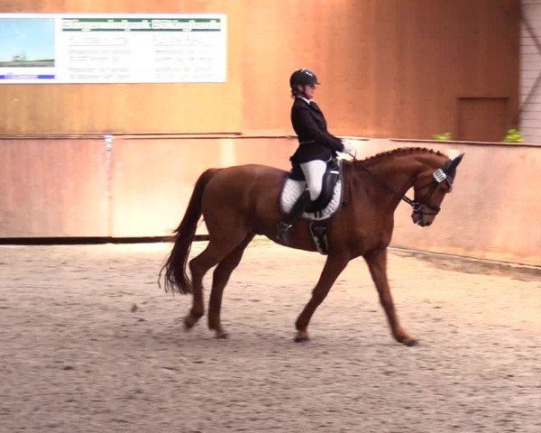 Reitturnier Risum-Lindholm 2025