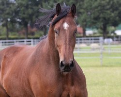 dressage horse Entertainer (Rhinelander, 2016, from Escolar)