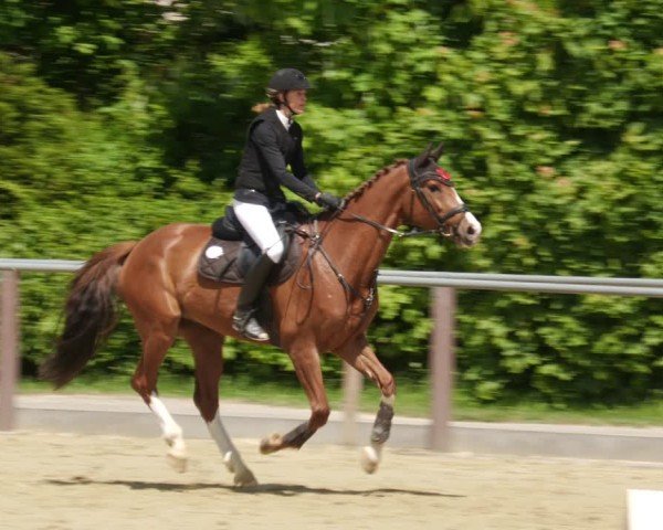 Reitturnier Winnenden 2025