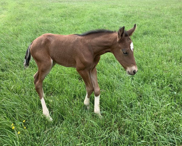 horse Neverland’s N (German Riding Pony, 2021, from Neverland WE)
