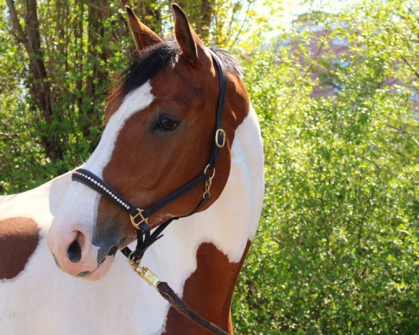 dressage horse Sylver Boy (German Warmblood, 2006, from Sampolo N)