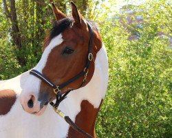 dressage horse Sylver Boy (German Warmblood, 2006, from Sampolo N)