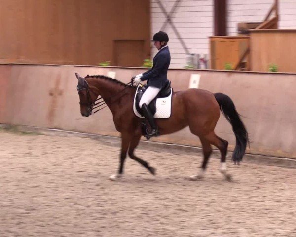 Reitturnier Risum-Lindholm 2025