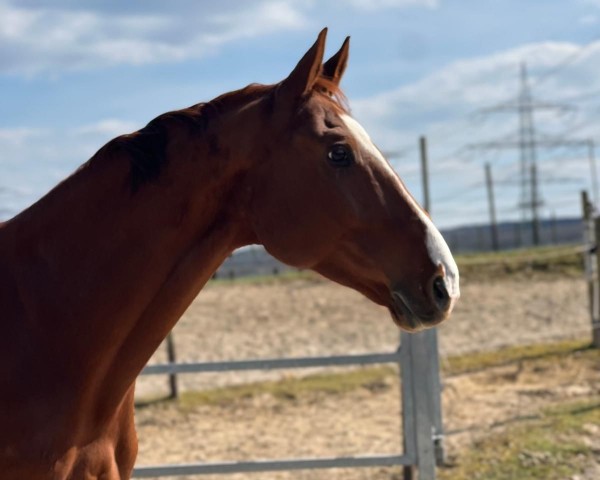 horse Austin Powers 6 (Westphalian, 2018, from Amiro Z)