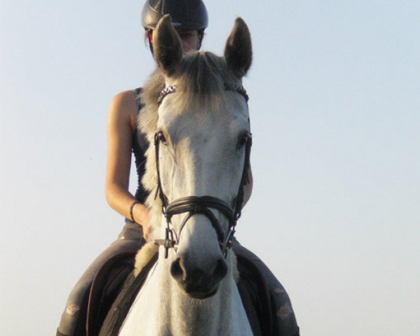 horse Caja (Oldenburg show jumper, 2008, from Cento)