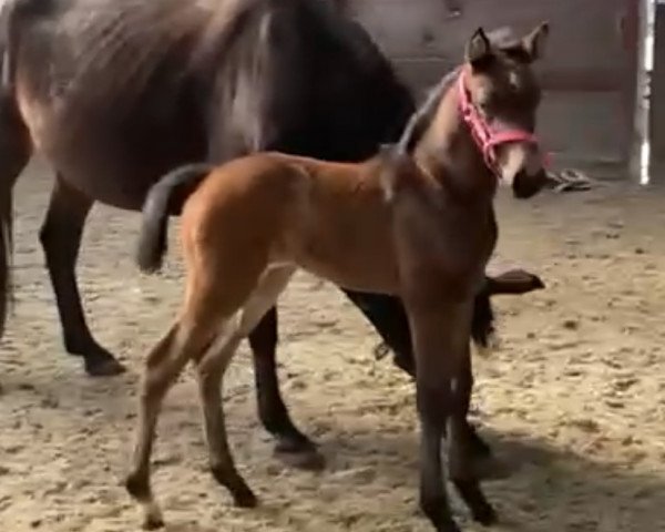 horse Classique GO (Holsteiner, 2021, from Christian 25)