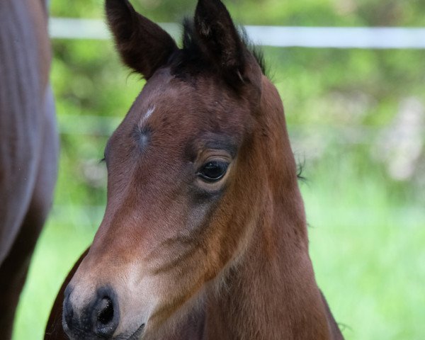 horse Quintessenz (Oldenburg, 2021, from Franziskus FRH)