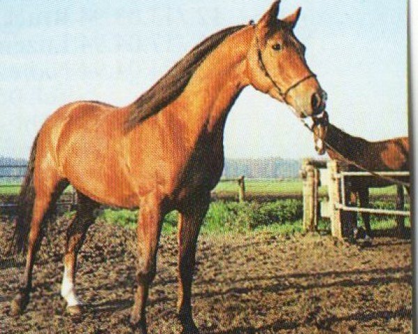 stallion Ejadir ox (Arabian purebred, 1989, from Emin ox)
