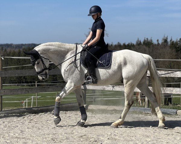 jumper Lightning Mc Queen (Swiss Warmblood, 2014, from Unbekannt SUI)