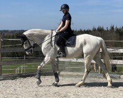jumper Lightning Mc Queen (Swiss Warmblood, 2014, from Unbekannt SUI)