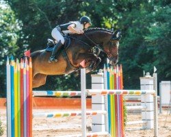 jumper Cocolotta K (Hanoverian, 2010, from Cristallo I)
