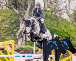 jumper Conturius (German Sport Horse, 2016, from Conturio)