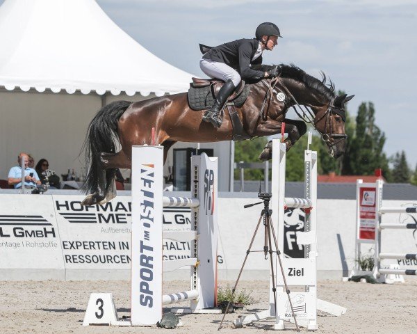 jumper Candy G 3 (German Sport Horse, 2018, from Chico's Boy) jumper Candy G 3 (German Sport Horse, 2018, from Chico's Boy)